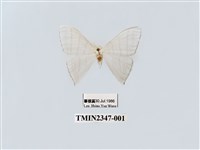 藏品(燕鉤蛾)的圖片